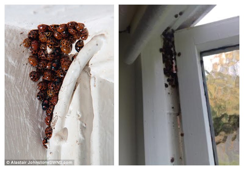 How To Keep Ladybugs Out Of House