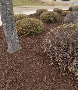 The Pros and Cons of Pine Straw Mulch (2024)