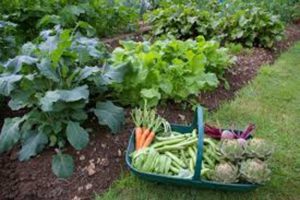 garden and basket