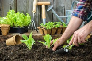 planting garden