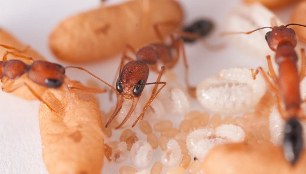#1 Ant closeup